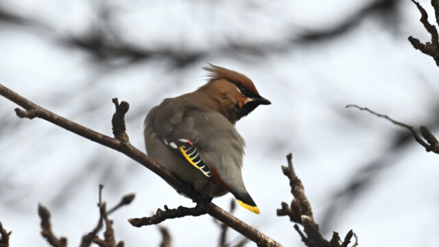 Silkitoppa - Bombycilla garrulus © Trausti Baldursson Silkitoppa - Bombycilla garrulus © Trausti Baldursson