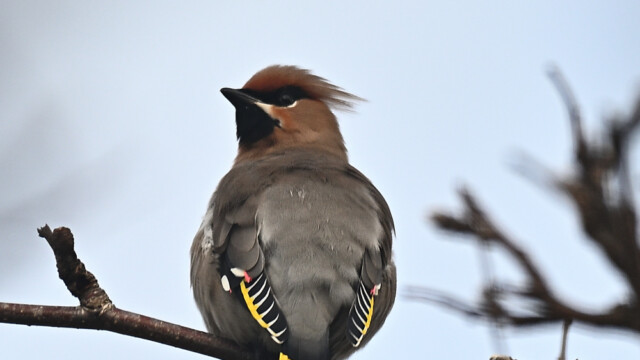 Silkitoppa - Bombycilla garrulus © Trausti Baldursson Silkitoppa - Bombycilla garrulus © Trausti Baldursson