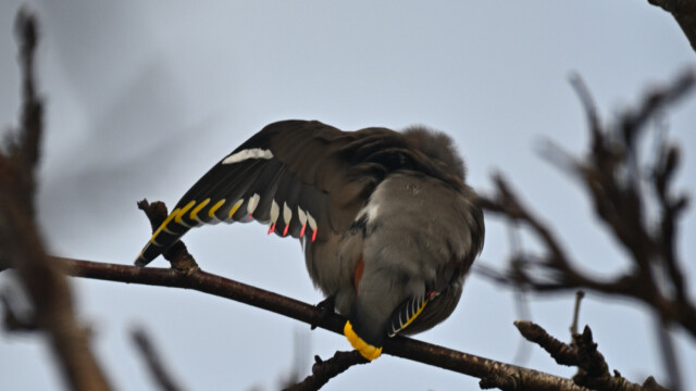 Silkitoppa - Bombycilla garrulus © Trausti Baldursson Silkitoppa - Bombycilla garrulus © Trausti Baldursson
