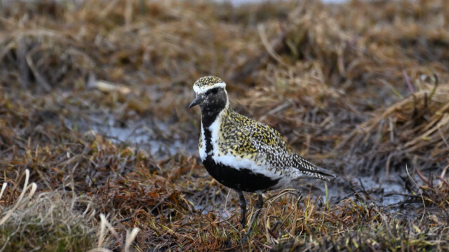 Heiðlóa - Pluvialis apricaria © Trausti Baldursson Heiðlóa - Pluvialis apricaria © Trausti Baldursson
