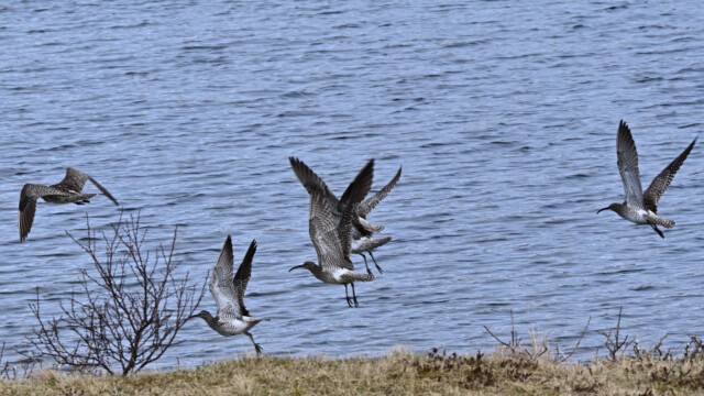 Spói - Numenius phaeopus © Trausti Baldursson Spói - Numenius phaeopus © Trausti Baldursson