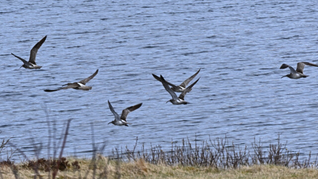 Spói - Numenius phaeopus © Trausti Baldursson Spói - Numenius phaeopus © Trausti Baldursson