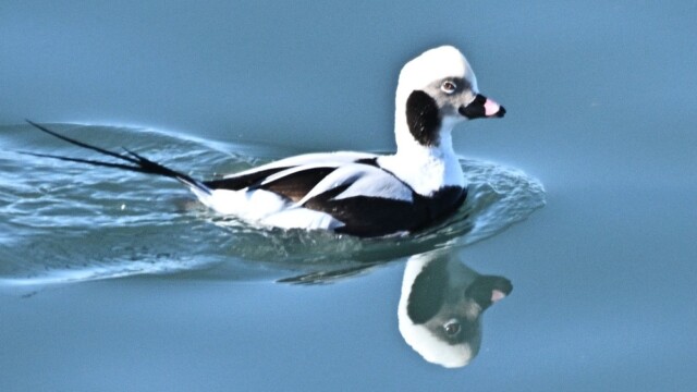 Hávella - Clangula hyemalis © Trausti Baldursson Hávella - Clangula hyemalis © Trausti Baldursson