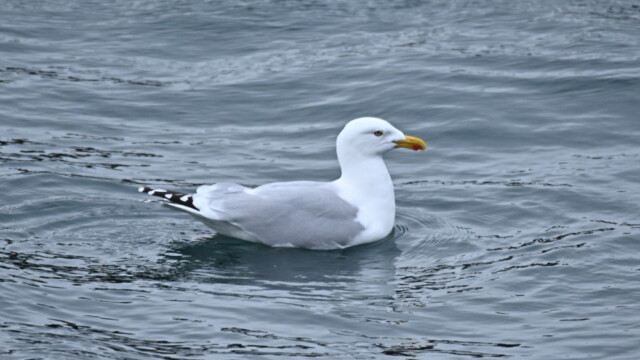 Silfurmáfur - Larus Argentatus © Trausti Baldursson Silfurmáfur - Larus Argentatus © Trausti Baldursson