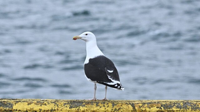 Svartbakur - Larus marinus © Trausti Baldursson Svartbakur - Larus marinus © Trausti Baldursson