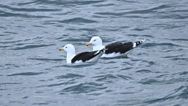 Svartbakur - Larus marinus © Trausti Baldursson Svartbakur - Larus marinus © Trausti Baldursson