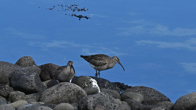 Spói - Numenius phaeopus © Trausti Baldursson Spói - Numenius phaeopus © Trausti Baldursson