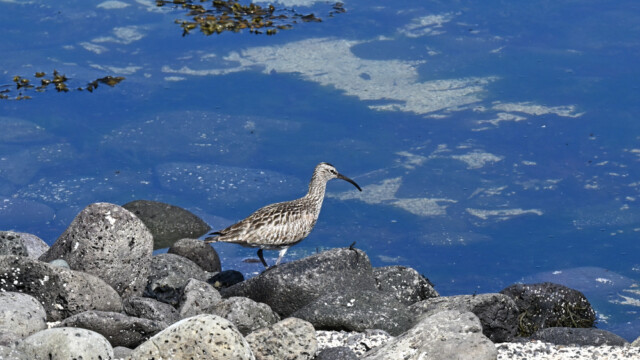 Spói - Numenius phaeopus © Trausti Baldursson Spói - Numenius phaeopus © Trausti Baldursson