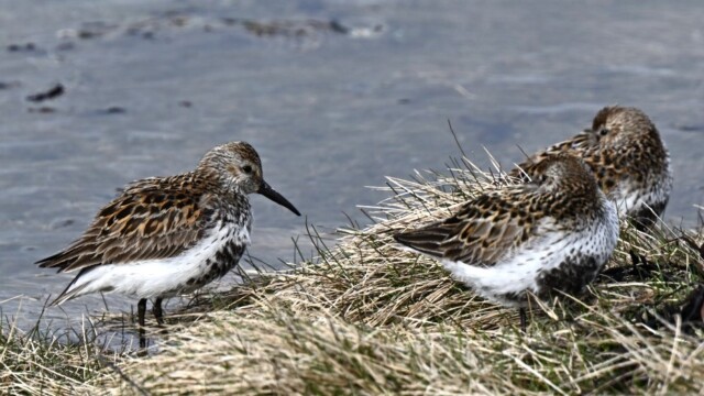 Lóuþræll - Calidris alpina © Trausti Baldursson Lóuþræll - Calidris alpina © Trausti Baldursson