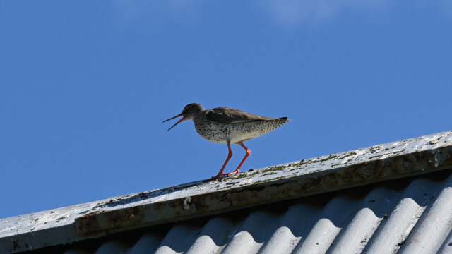 Stelkur - Tringa totanus © Trausti Baldursson Stelkur - Tringa totanus © Trausti Baldursson