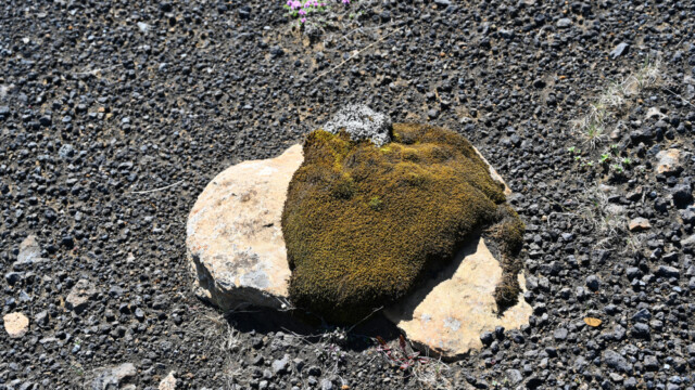 © Trausti Baldursson © Trausti Baldursson