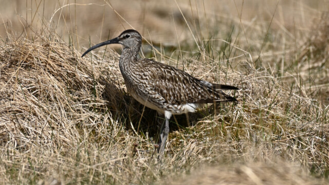 Spói - Numenius phaeopus © Trausti Baldursson Spói - Numenius phaeopus © Trausti Baldursson