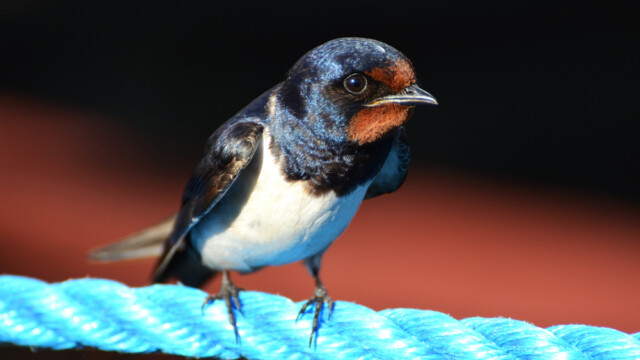 Landsvala – Hirundo rustica © Trausti Baldursson Landsvala – Hirundo rustica © Trausti Baldursson