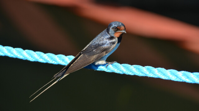 Landsvala – Hirundo rustica © Trausti Baldursson Landsvala – Hirundo rustica © Trausti Baldursson