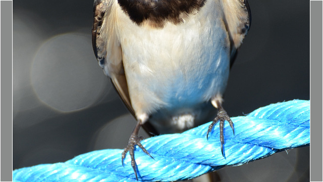 Landsvala – Hirundo rustica © Trausti Baldursson Landsvala – Hirundo rustica © Trausti Baldursson
