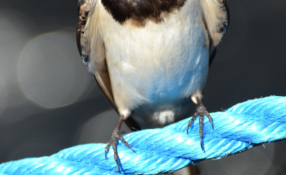 Landsvala – Hirundo rustica © Trausti Baldursson Landsvala – Hirundo rustica © Trausti Baldursson
