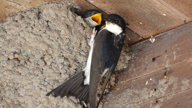 Bæjarsvala – Delichon urbicum © Trausti Baldursson Bæjarsvala – Delichon urbicum © Trausti Baldursson