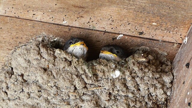 Bæjarsvala – Delichon urbicum © Trausti Baldursson Bæjarsvala – Delichon urbicum © Trausti Baldursson