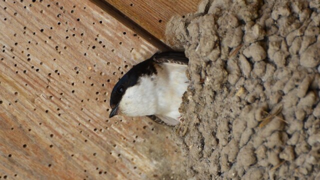 Bæjarsvala – Delichon urbicum © Trausti Baldursson Bæjarsvala – Delichon urbicum © Trausti Baldursson