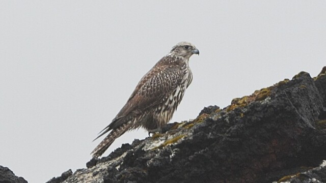 Fálki-Falco rusticolus © Trausti Baldursson Fálki-Falco rusticolus © Trausti Baldursson