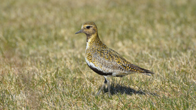 Heiðlóa - Pluvialis apricaria © Trausti Baldursson Heiðlóa - Pluvialis apricaria © Trausti Baldursson