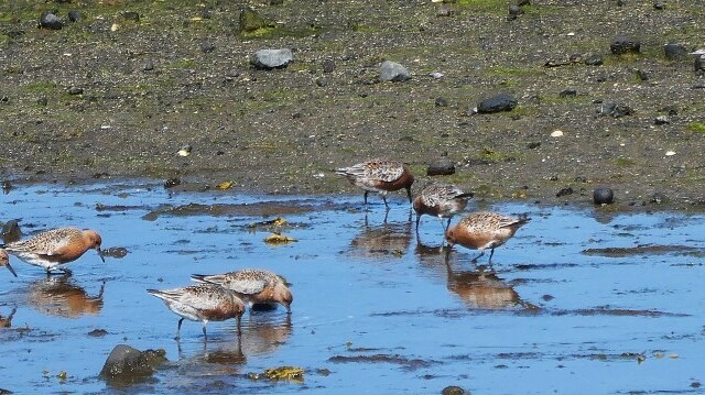 Rauðbrystingur - Calidris canutus © Trausti Baldursson Rauðbrystingur - Calidris canutus © Trausti Baldursson