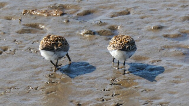 Lóuþræll - Calidris alpina © Trausti Baldursson Lóuþræll - Calidris alpina © Trausti Baldursson