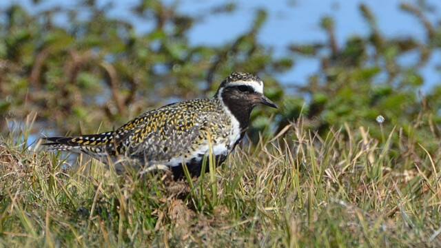 Heiðlóa - Pluvialis apricaria © Trausti Baldursson Heiðlóa - Pluvialis apricaria © Trausti Baldursson