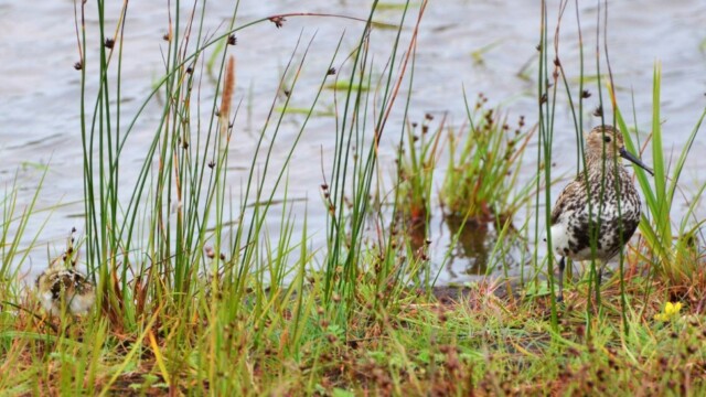 Lóuþræll - Calidris alpina © Trausti Baldursson Lóuþræll - Calidris alpina © Trausti Baldursson