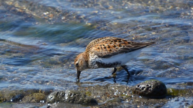 Lóuþræll - Calidris alpina © Trausti Baldursson Lóuþræll - Calidris alpina © Trausti Baldursson