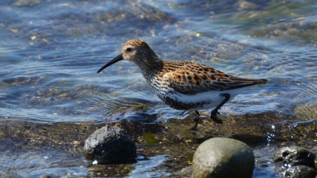 Lóuþræll - Calidris alpina © Trausti Baldursson Lóuþræll - Calidris alpina © Trausti Baldursson