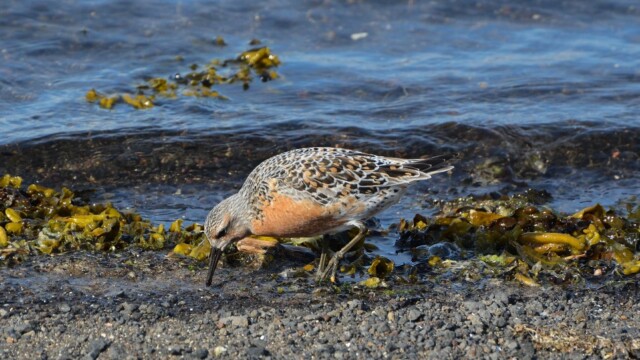 Rauðbrystingur - Calidris canutus © Trausti Baldursson Rauðbrystingur - Calidris canutus © Trausti Baldursson