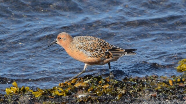 Rauðbrystingur - Calidris canutus © Trausti Baldursson Rauðbrystingur - Calidris canutus © Trausti Baldursson