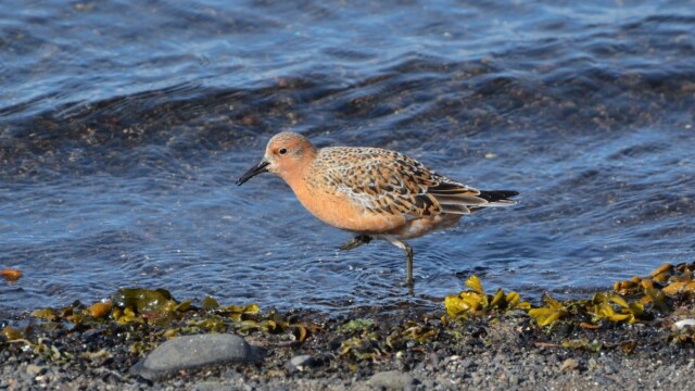 Rauðbrystingur - Calidris canutus © Trausti Baldursson Rauðbrystingur - Calidris canutus © Trausti Baldursson