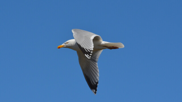 Silfurmáfur - Larus Argentatus © Trausti Baldursson Silfurmáfur - Larus Argentatus © Trausti Baldursson