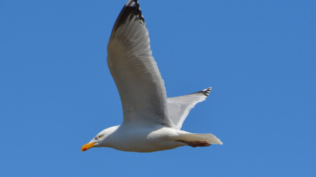 Silfurmáfur - Larus Argentatus © Trausti Baldursson Silfurmáfur - Larus Argentatus © Trausti Baldursson