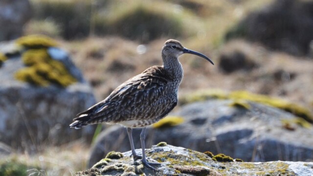 Spói - Numenius phaeopus © Trausti Baldursson