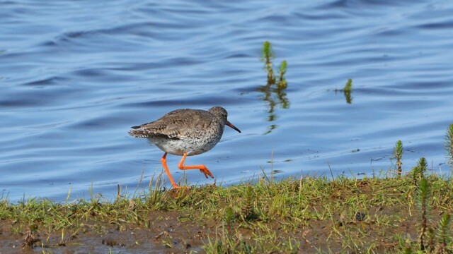Stelkur - Tringa totanus © Trausti Baldursson Stelkur - Tringa totanus © Trausti Baldursson