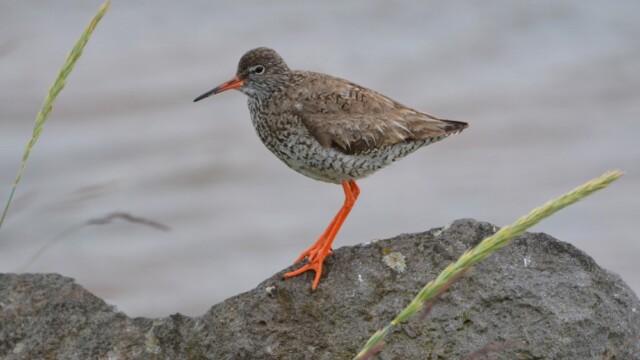 Stelkur - Tringa totanus © Trausti Baldursson Stelkur - Tringa totanus © Trausti Baldursson