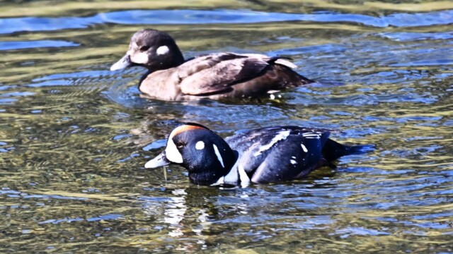 Straumönd - Histrionicus histrionicus © Trausti Baldursson Straumönd - Histrionicus histrionicus © Trausti Baldursson