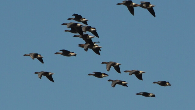 Heiðagæs - Anser brachyrhynchus © Trausti Baldursson Heiðagæs - Anser brachyrhynchus © Trausti Baldursson
