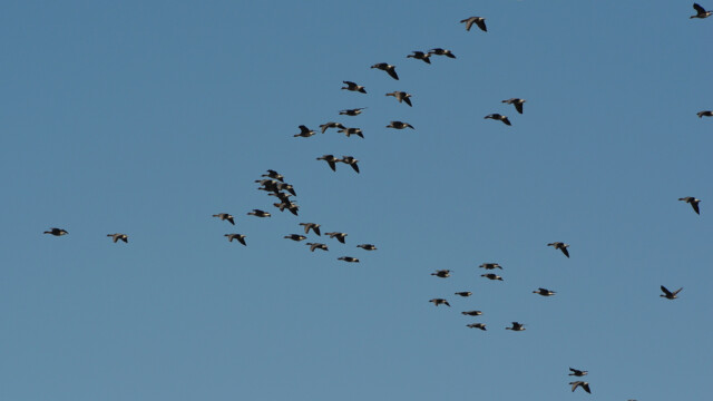 Heiðagæs - Anser brachyrhynchus © Trausti Baldursson Heiðagæs - Anser brachyrhynchus © Trausti Baldursson