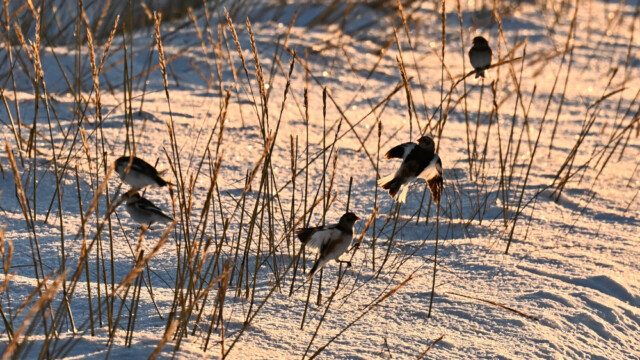 Snjótittlingur/Sólskríkja - Plectrophenax nivalis © Trausti Baldursson Snjótittlingur/Sólskríkja - Plectrophenax nivalis © Trausti Baldursson