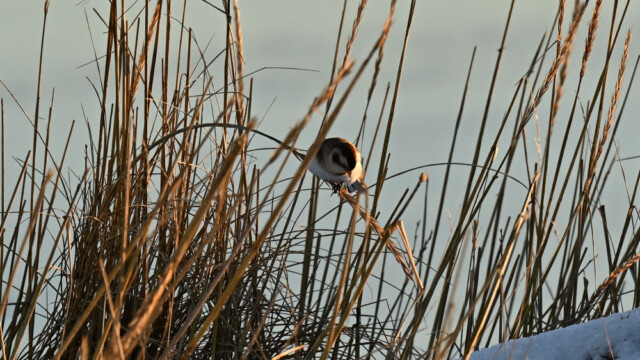 Snjótittlingur/Sólskríkja - Plectrophenax nivalis © Trausti Baldursson Snjótittlingur/Sólskríkja - Plectrophenax nivalis © Trausti Baldursson