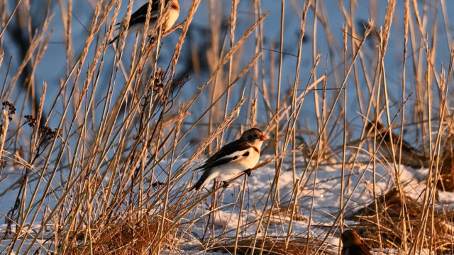Snjótittlingur/Sólskríkja - Plectrophenax nivalis © Trausti Baldursson Snjótittlingur/Sólskríkja - Plectrophenax nivalis © Trausti Baldursson