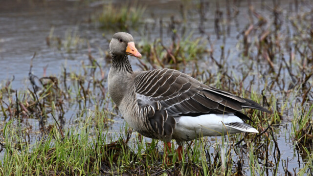 Grágæs – Anser anser © Trausti Baldursson Grágæs – Anser anser © Trausti Baldursson