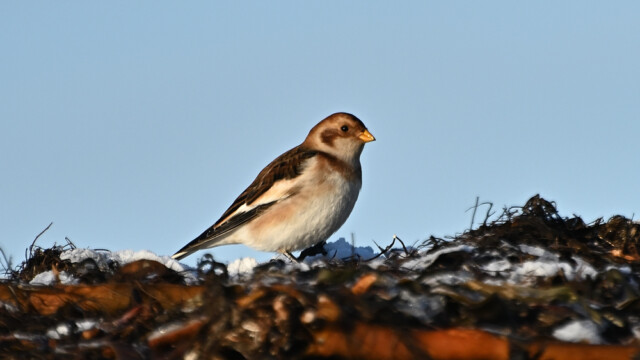 Snjótittlingur/Sólskríkja - Plectrophenax nivalis © Trausti Baldursson Snjótittlingur/Sólskríkja - Plectrophenax nivalis © Trausti Baldursson