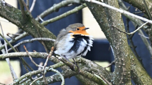 Glóbrystingur í vindi-Erithacus rubecular © Trausti Baldursson Glóbrystingur í vindi-Erithacus rubecular © Trausti Baldursson