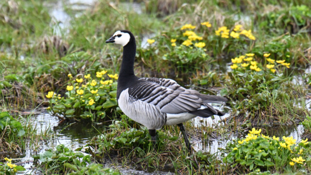 Helsingi - Branta leucopsis © Trausti Baldursson Helsingi - Branta leucopsis © Trausti Baldursson