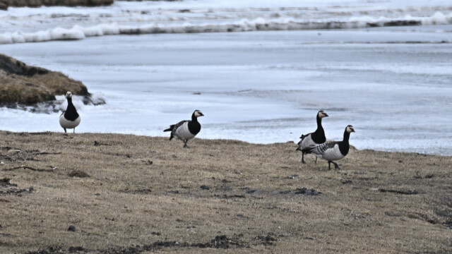 Helsingi - Branta leucopsis © Trausti Baldursson Helsingi - Branta leucopsis © Trausti Baldursson
